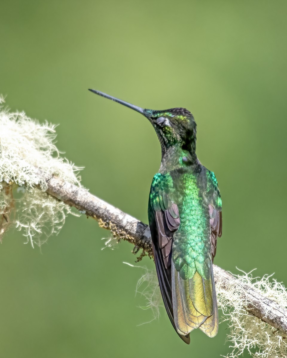 Grünstirn-Brillantkolibri - ML624248772