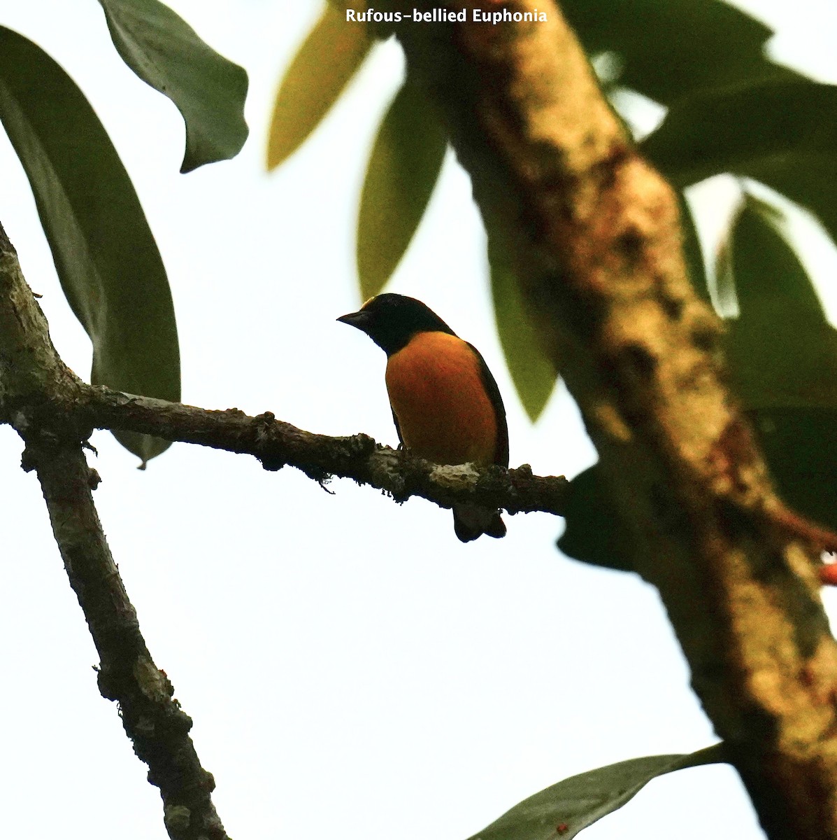 Rufous-bellied Euphonia - ML624248789