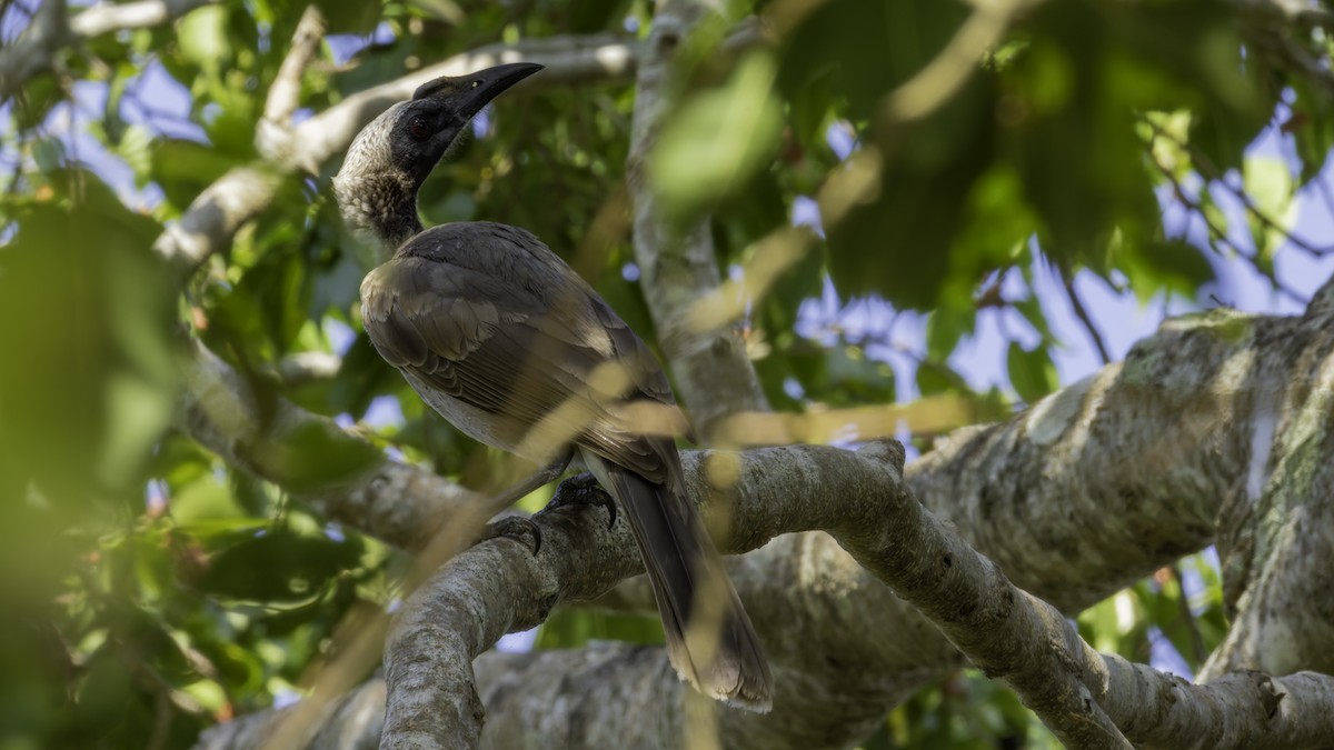 Helmeted Friarbird (Hornbill) - ML624248793