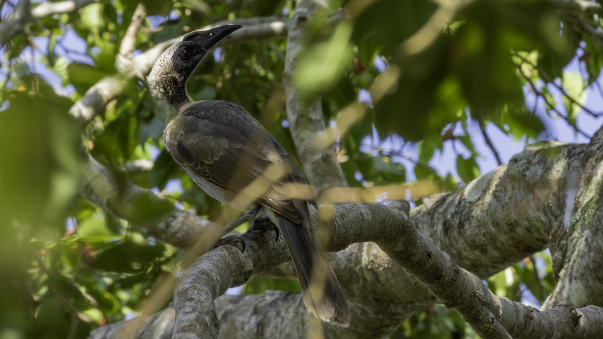 Helmeted Friarbird (Hornbill) - ML624248795