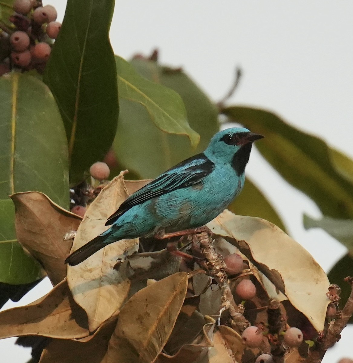 Dacnis bleu - ML624248851