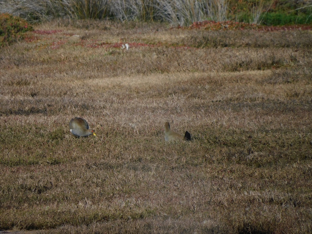 Tasmanian Nativehen - ML624248855