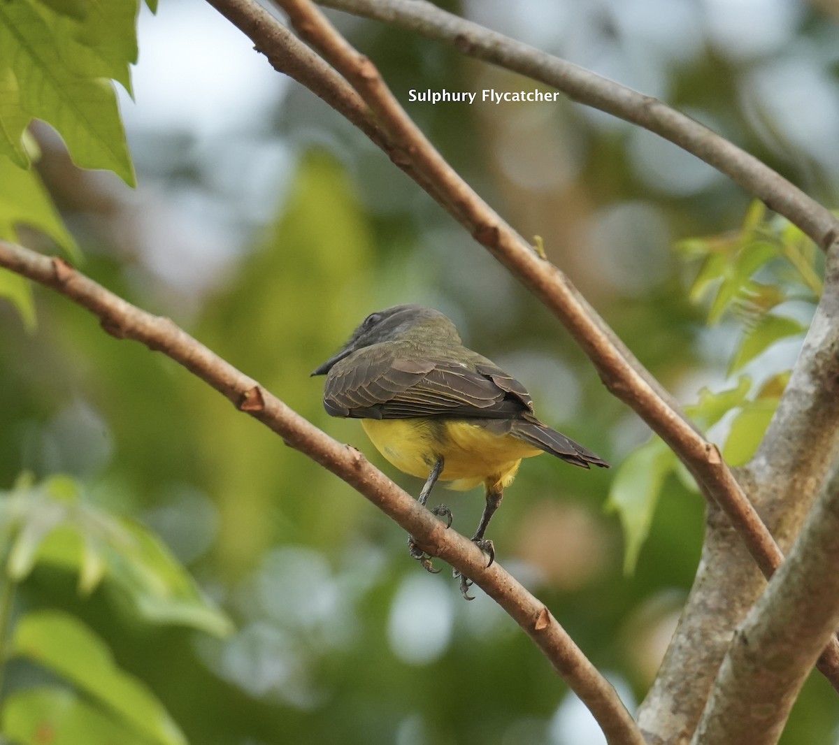 Sulphury Flycatcher - ML624248865