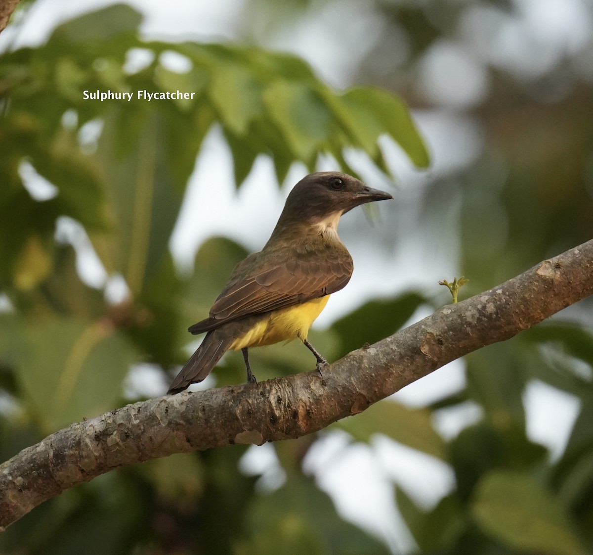 Sulphury Flycatcher - ML624248873