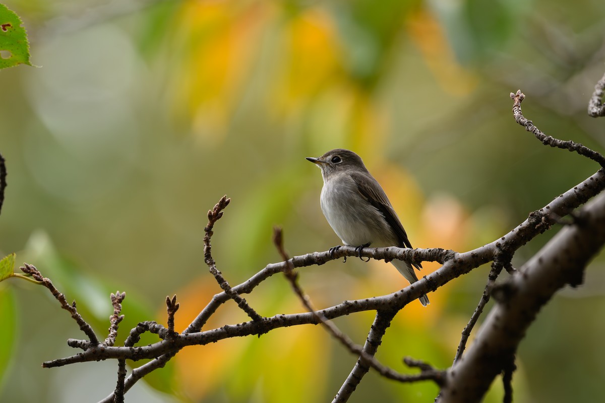 Asian Brown Flycatcher - Yuya Okuzaki