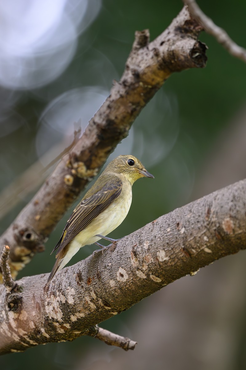 Narcissus Flycatcher - Yuya Okuzaki