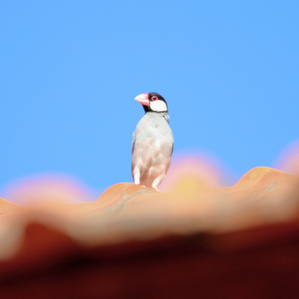 Java Sparrow - ML624249074