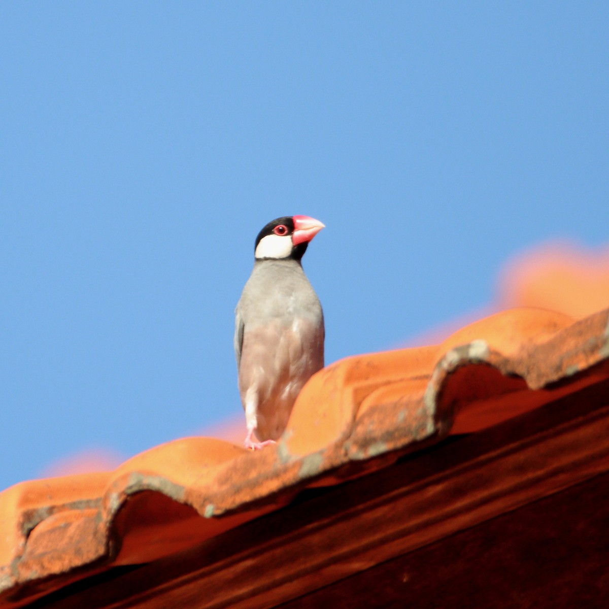 Java Sparrow - ML624249075