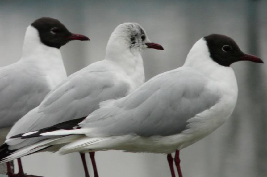 Black-headed Gull - ML624249128