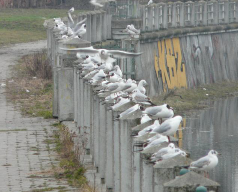 Black-headed Gull - ML624249131