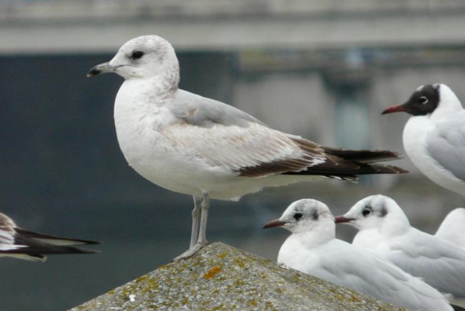 Common Gull - ML624249156