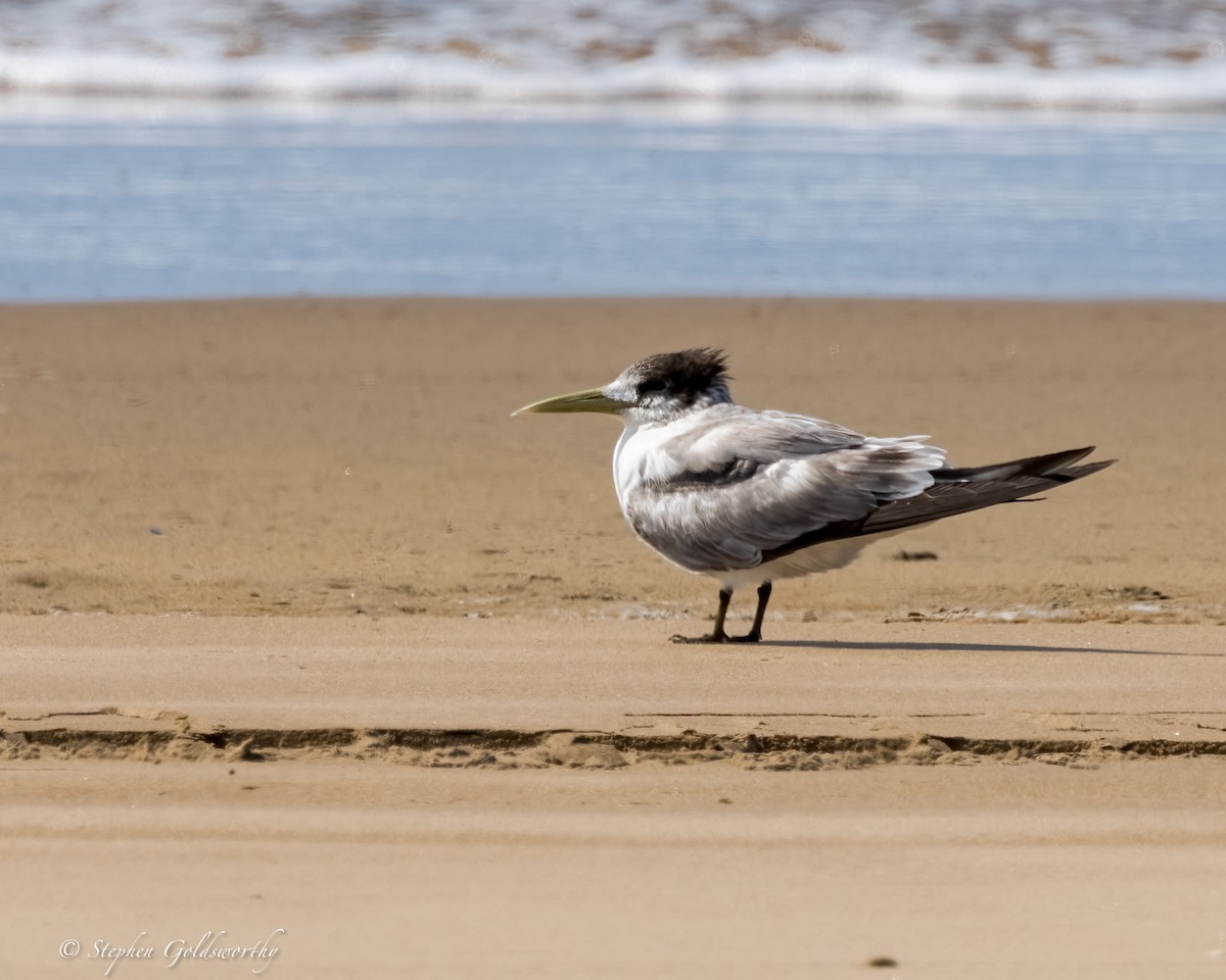 Great Crested Tern - ML624249181