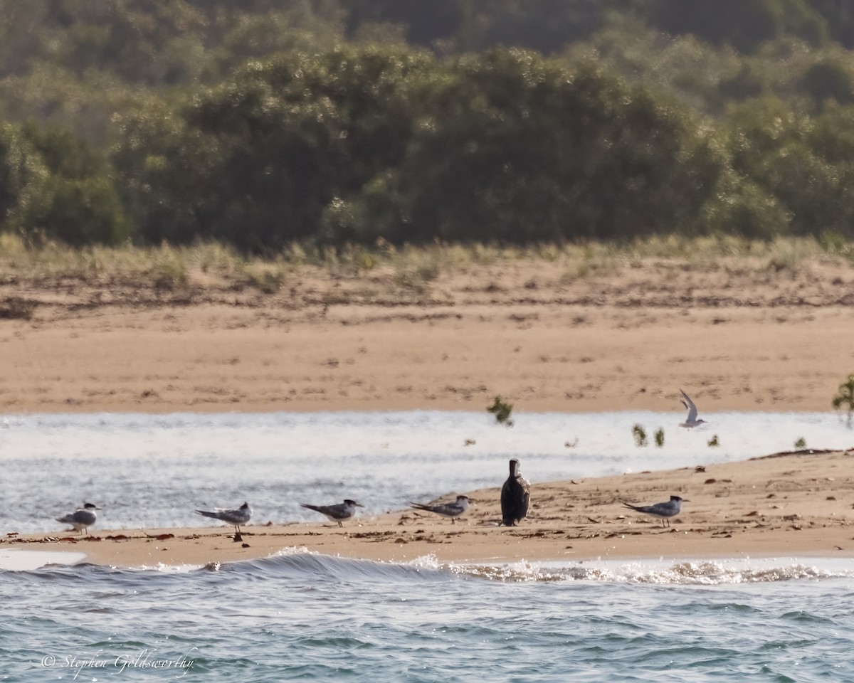 Great Crested Tern - ML624249182