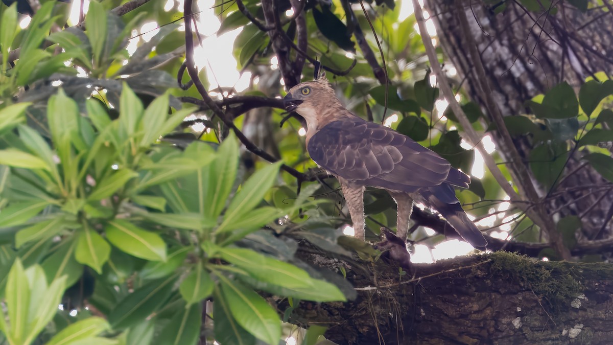 Wallace's Hawk-Eagle - ML624249227