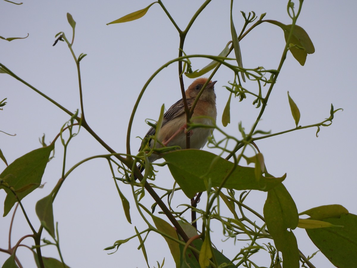 Cisticole à couronne dorée - ML624249240