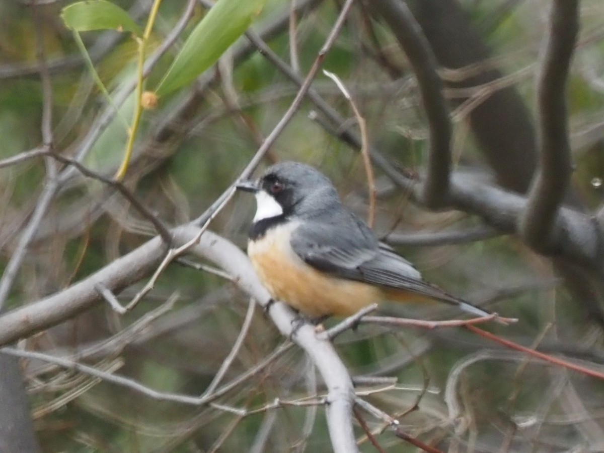 Rufous Whistler - ML624249286