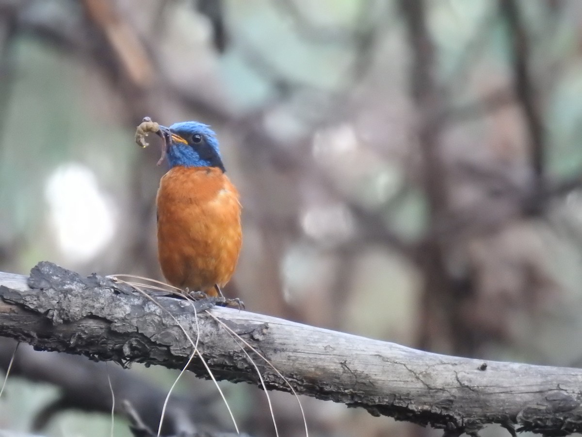 Blue-capped Rock-Thrush - ML624249313