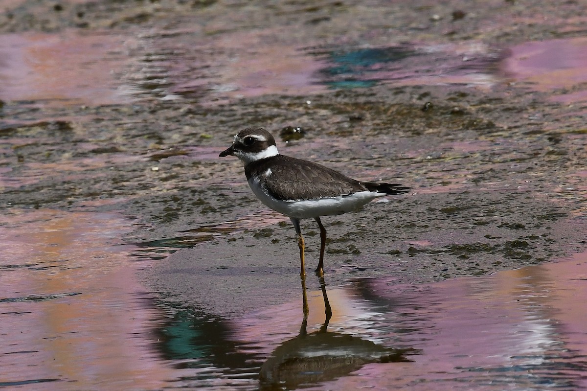 Common Ringed Plover - ML624249423