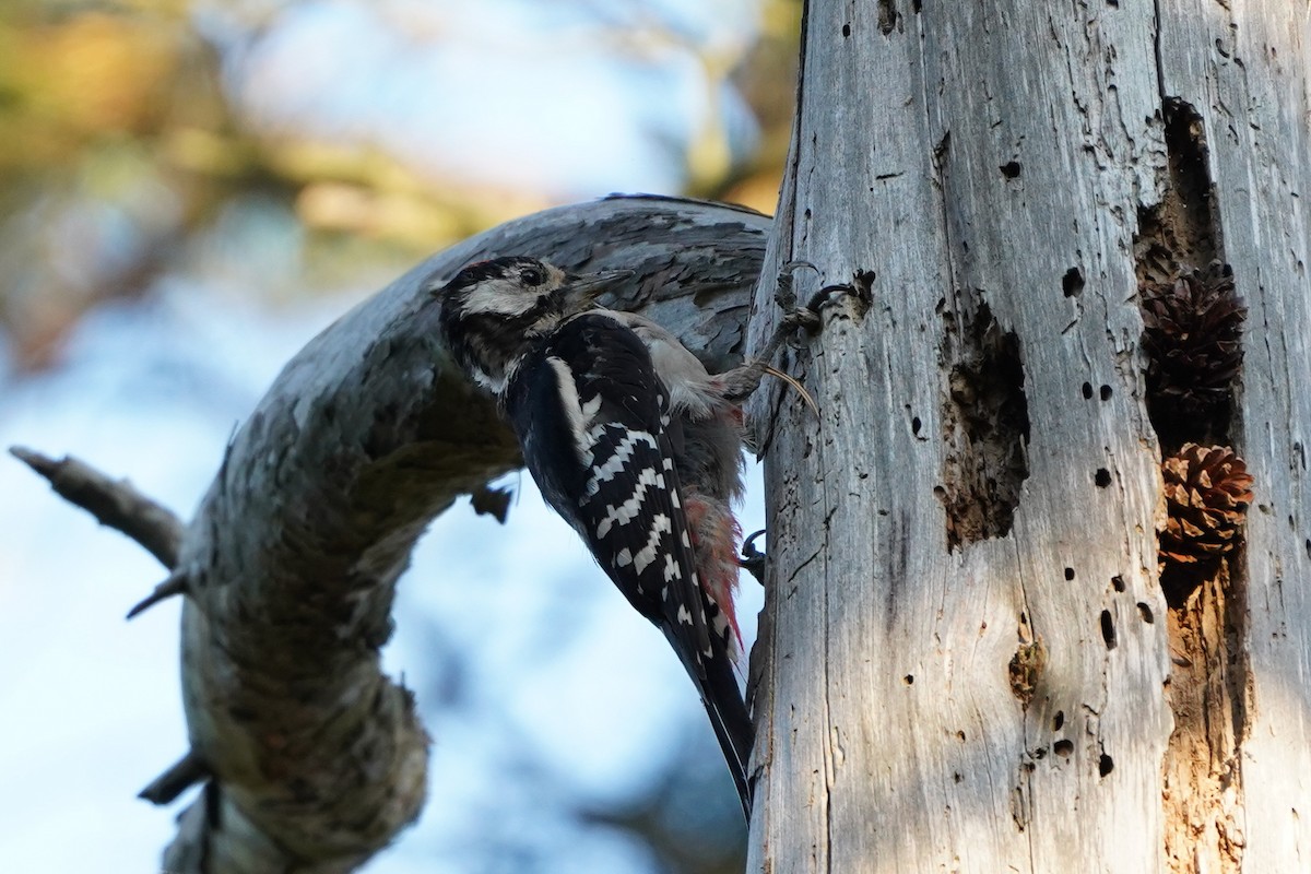 Great Spotted Woodpecker - Michal Ostant