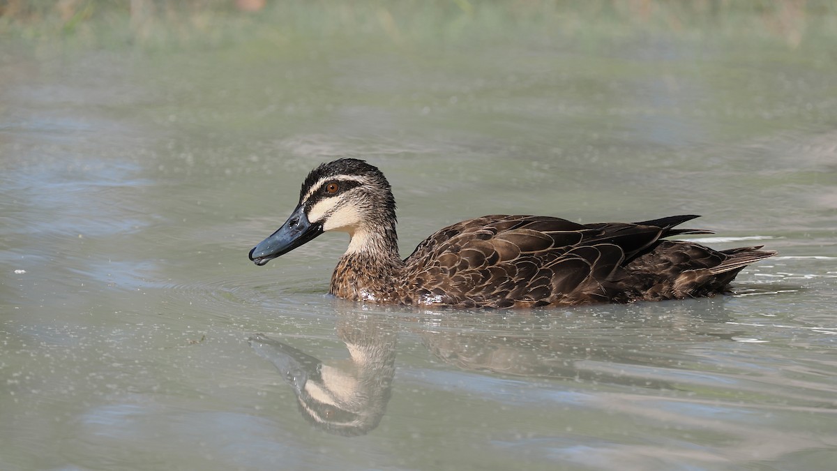 Pacific Black Duck - Len and Chris Ezzy