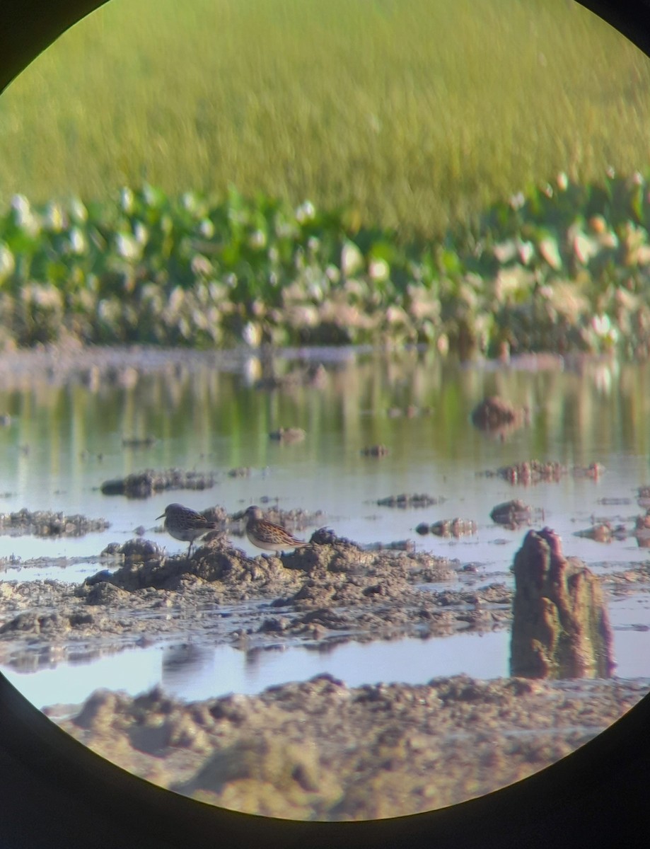 Long-toed Stint - Praveen Tangirala