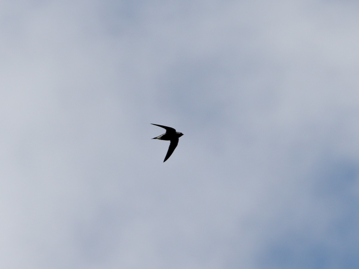 Brown-backed Needletail - ML624249606