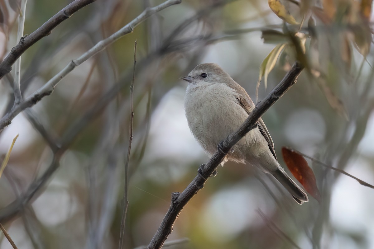 White-crowned Penduline-Tit - Chris Venetz | Ornis Birding Expeditions