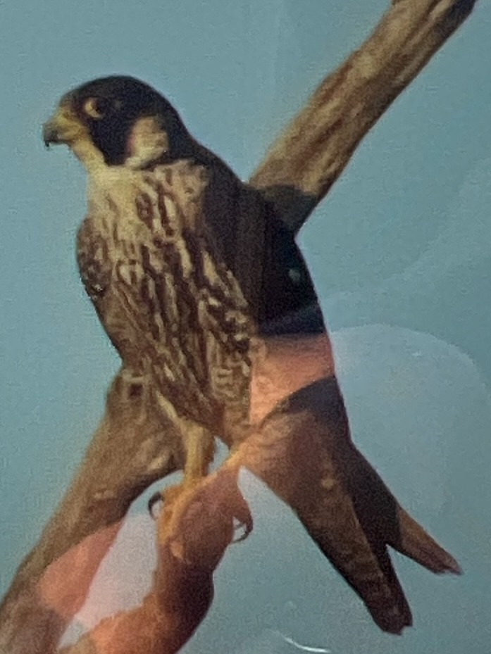Peregrine Falcon (African) - ML624249738