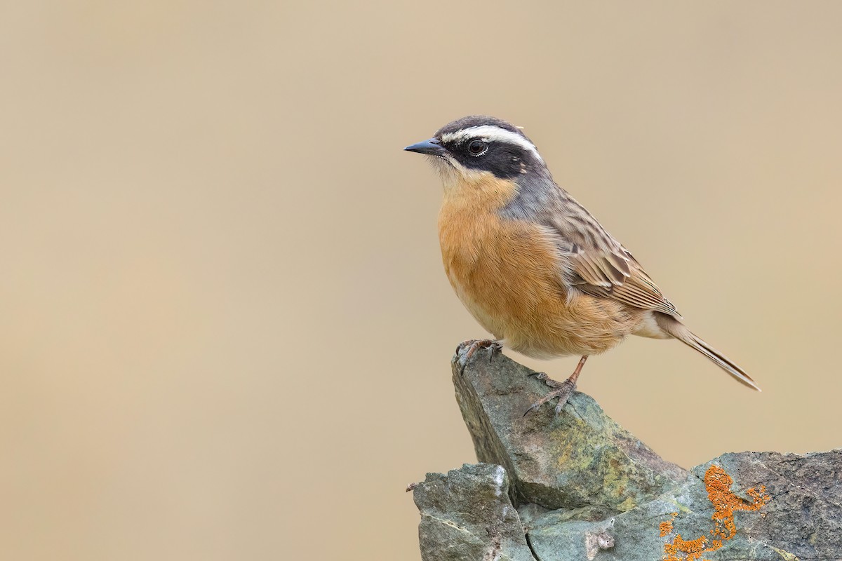Brown Accentor - ML624249740