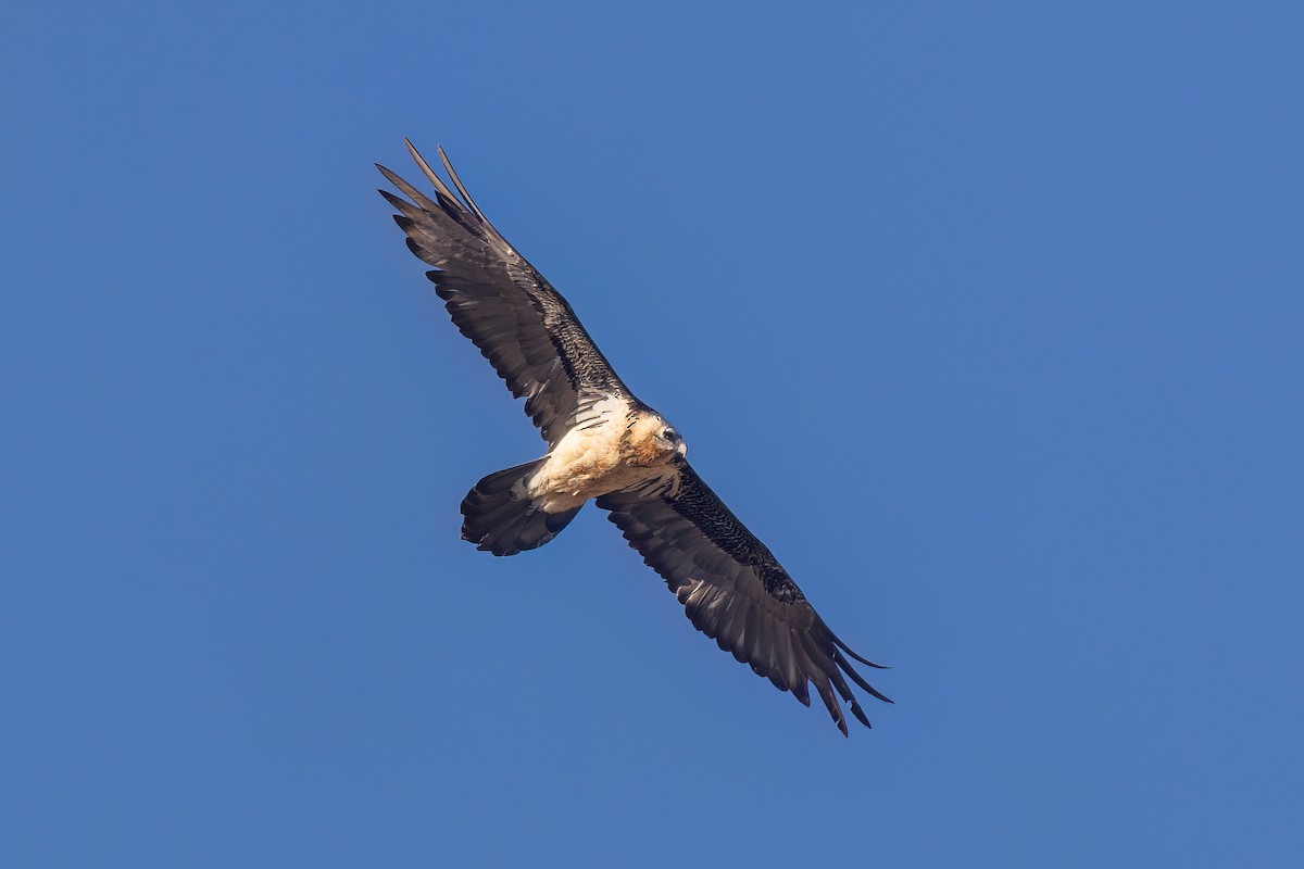 Bearded Vulture - ML624249766