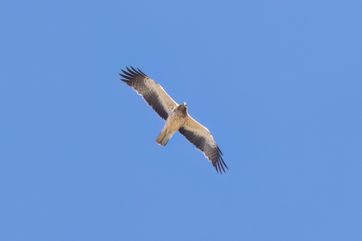 Booted Eagle - ML624249767