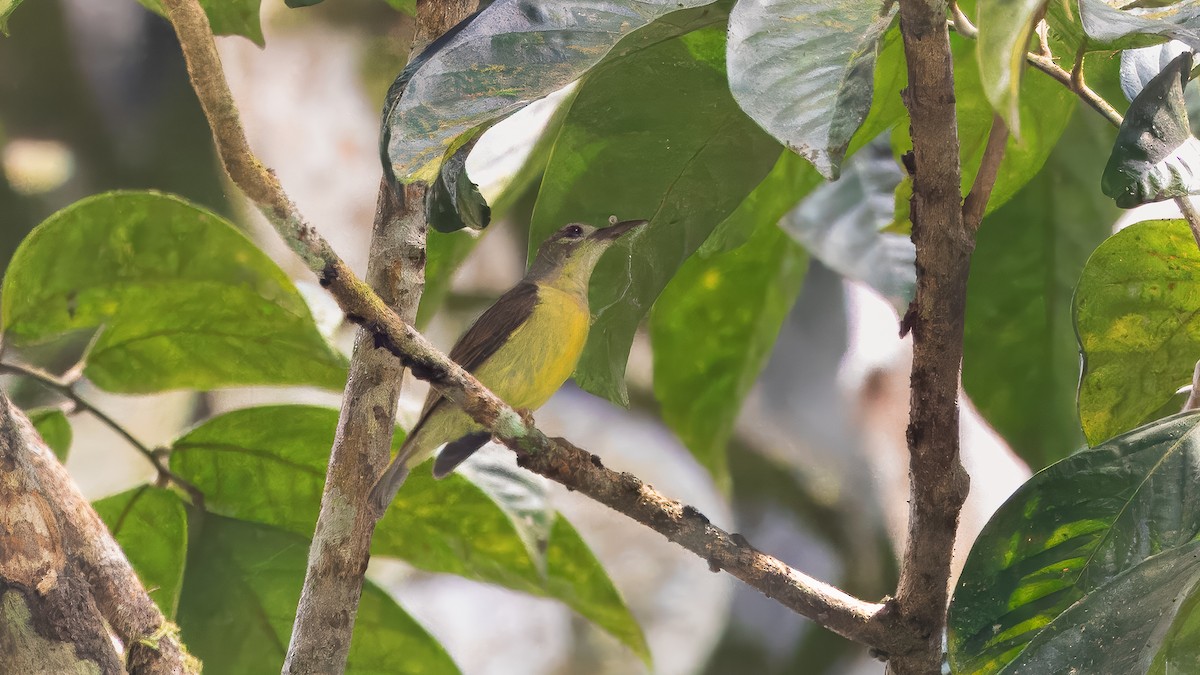 Brown-throated Sunbird - ML624249846