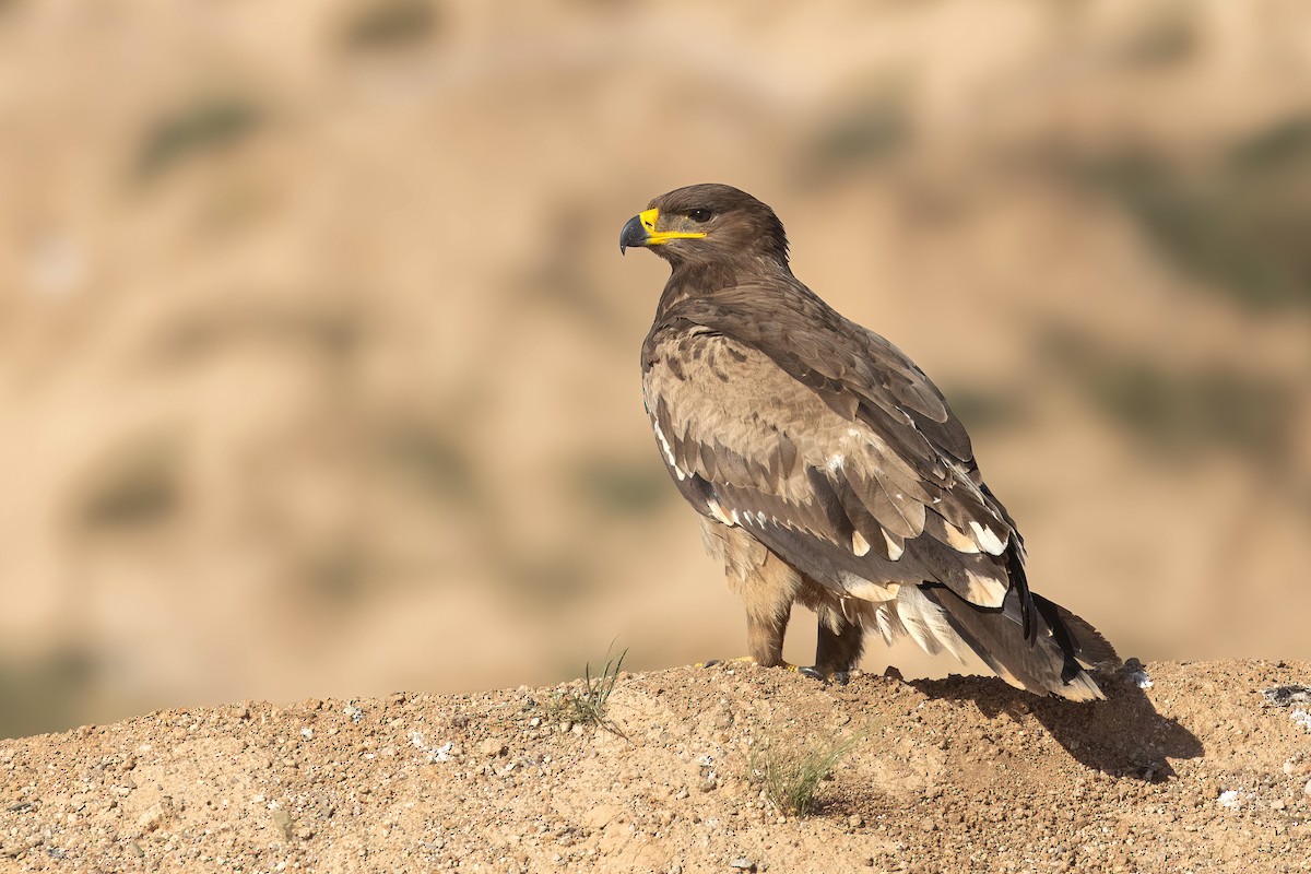 Steppe Eagle - ML624249931