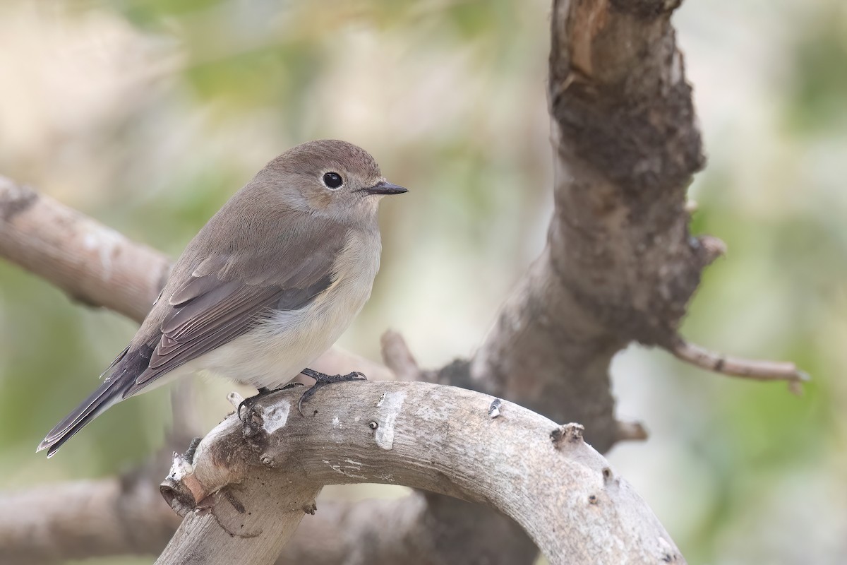 Taiga Flycatcher - ML624249932