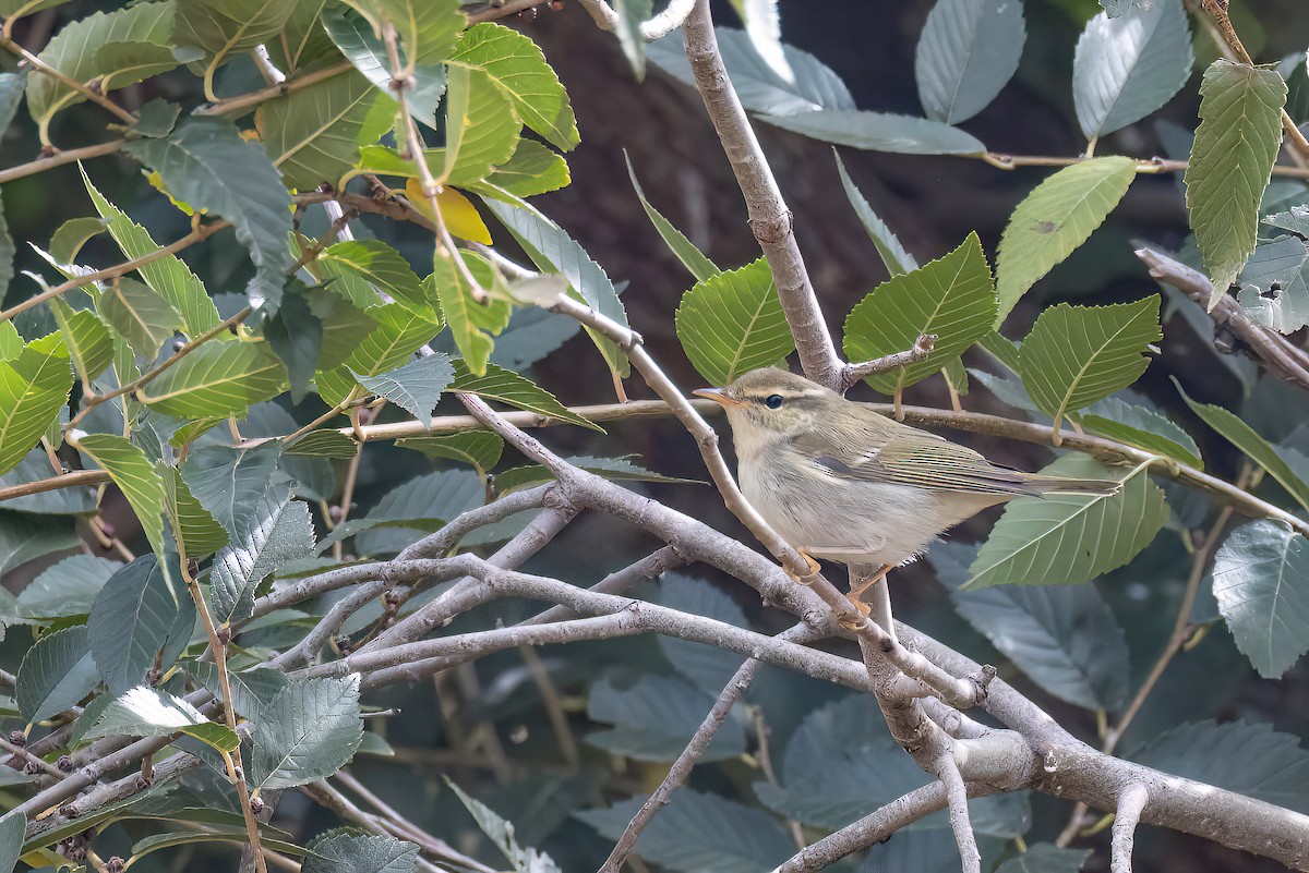 Arctic Warbler - ML624249937