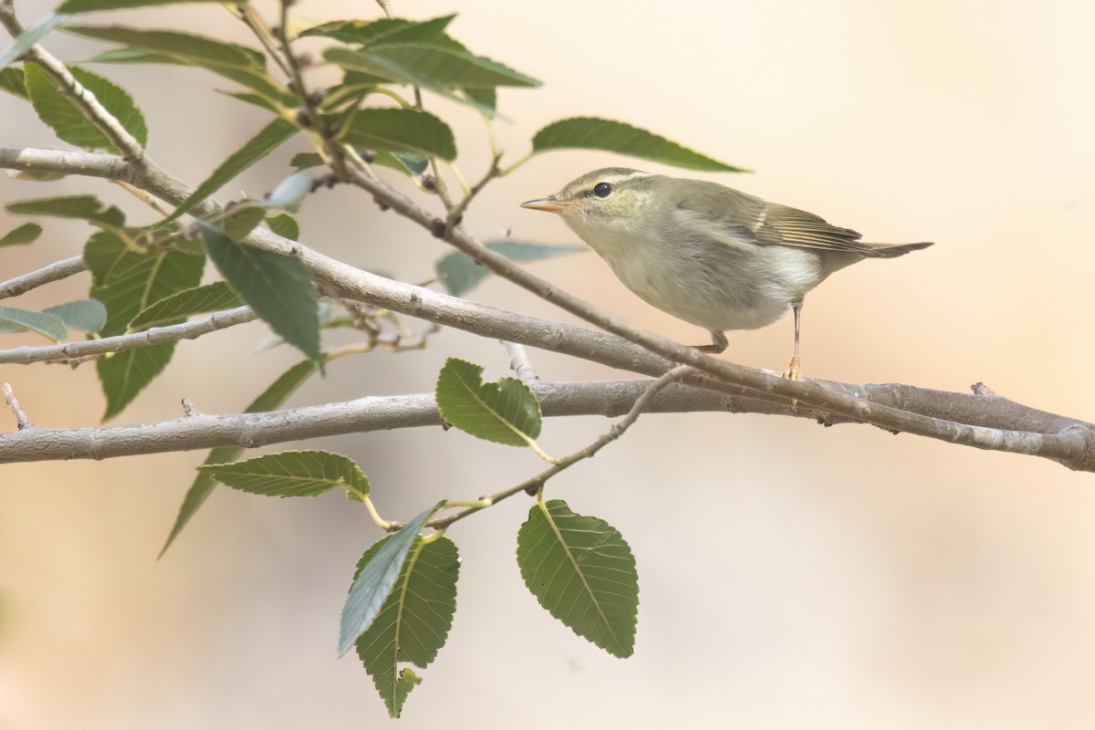 Arctic Warbler - ML624249938