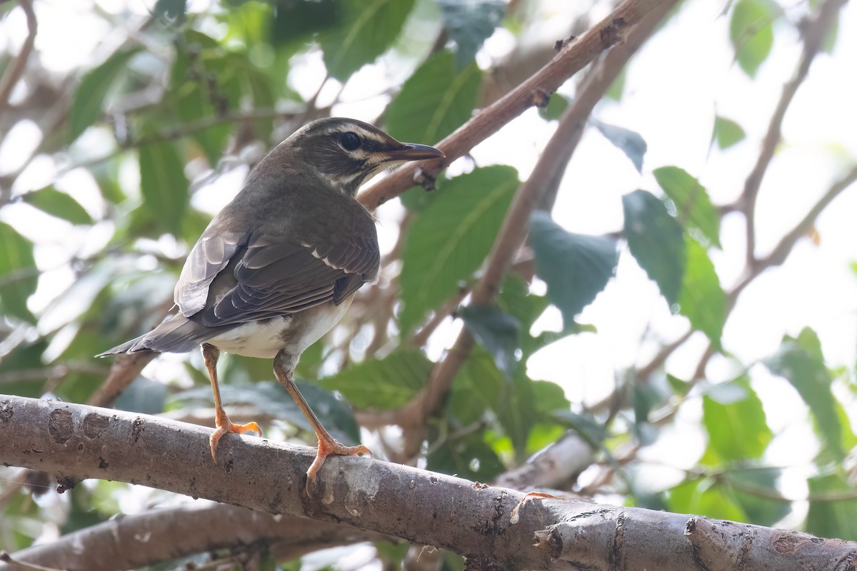 Eyebrowed Thrush - ML624249944