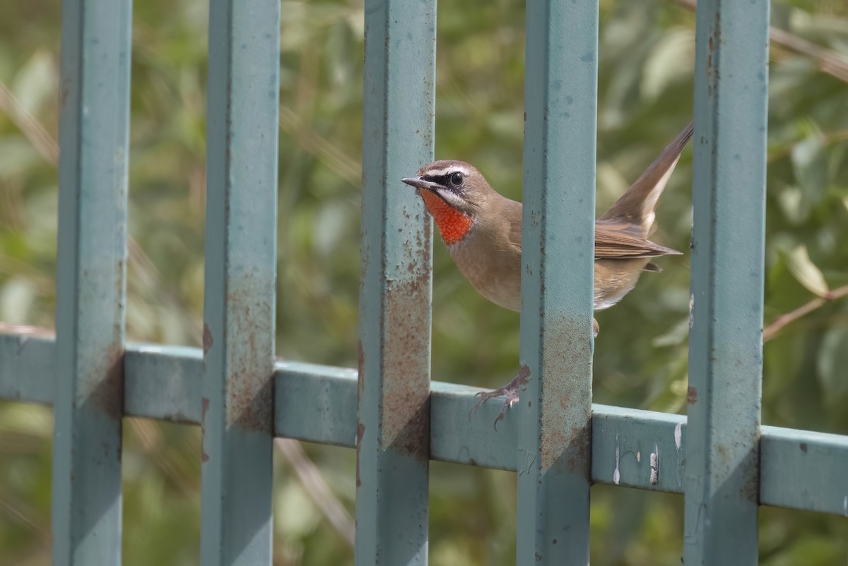 Siberian Rubythroat - ML624249954