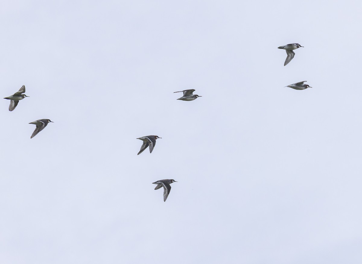 Red-necked Phalarope - john bishop