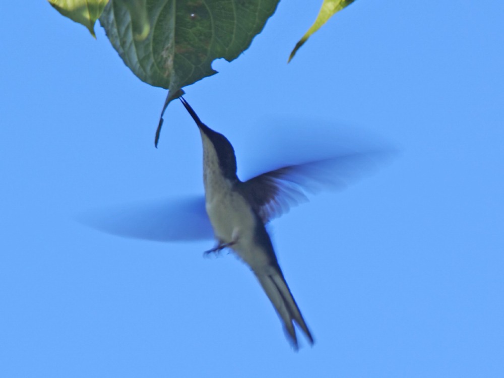 Colibri féérique - ML624250060