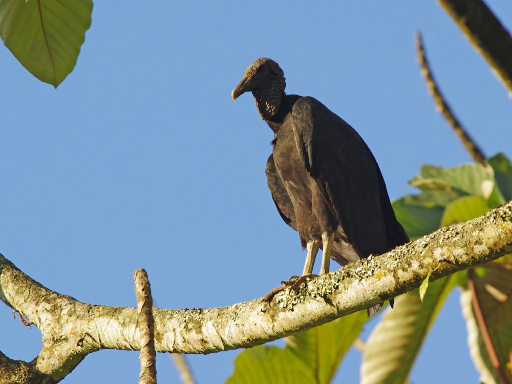 Black Vulture - Volkov Sergey