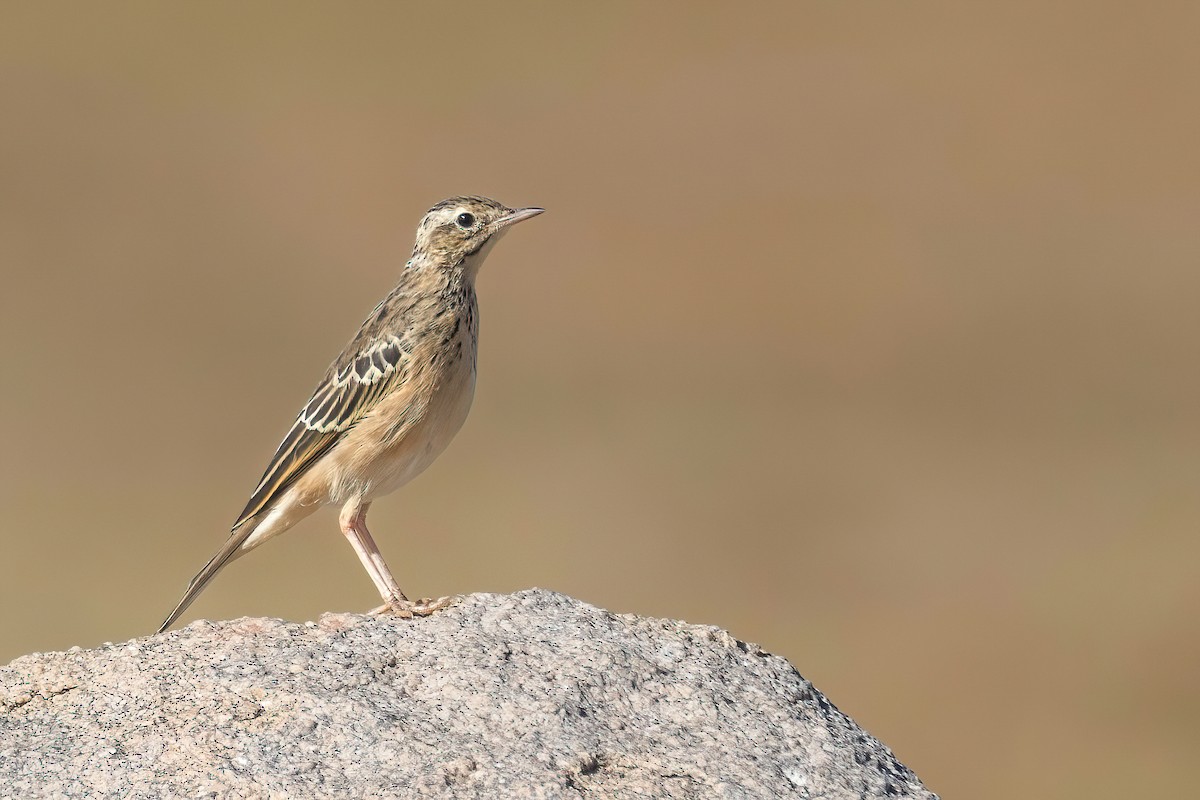 Blyth's Pipit - ML624250101