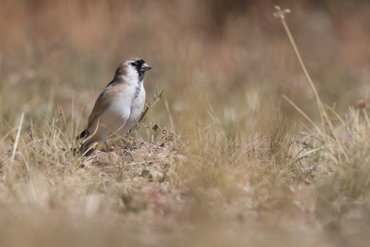 Pere David's Snowfinch - ML624250113