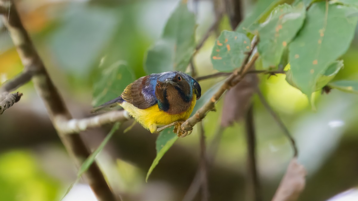 Brown-throated Sunbird - ML624250121