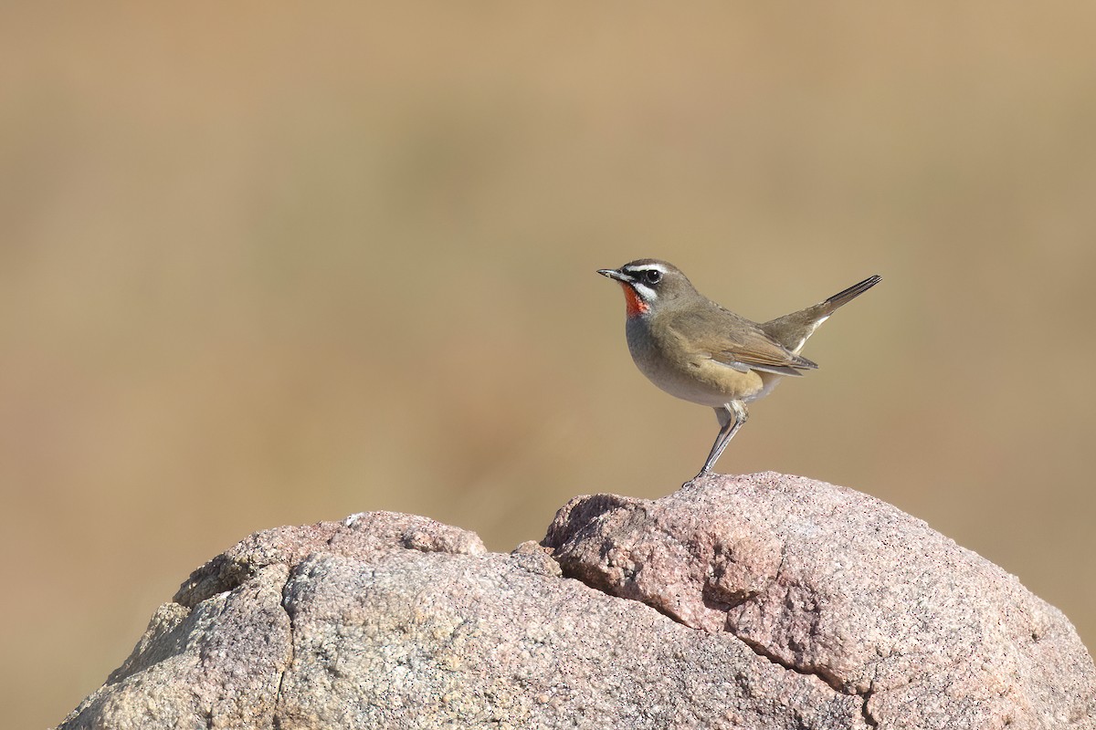 Siberian Rubythroat - ML624250132