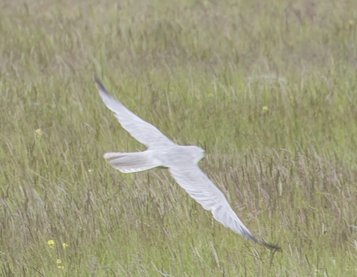 Pallid Harrier - john bishop