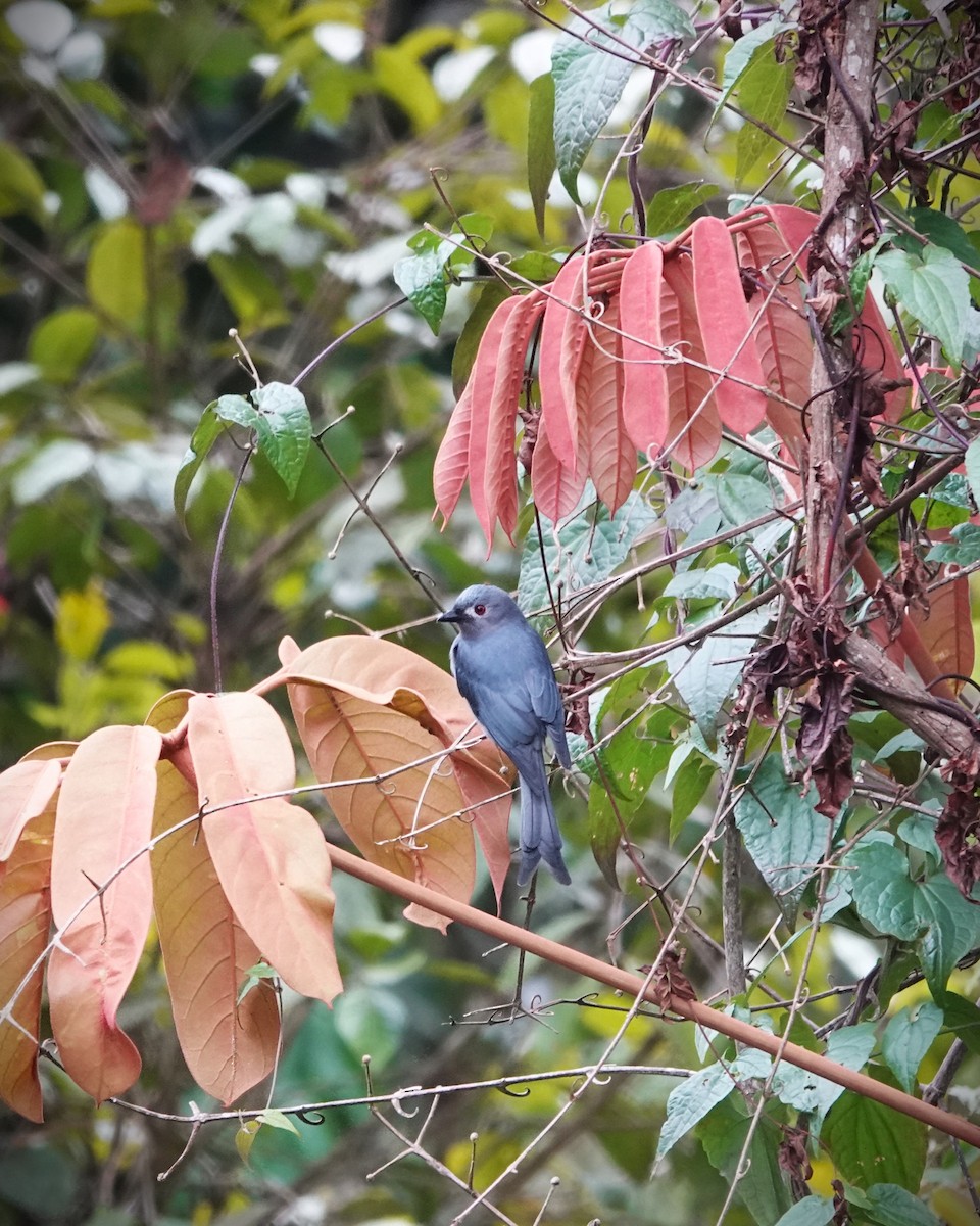 Ashy Drongo - ML624250138