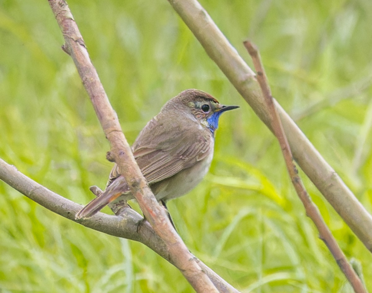 Bluethroat (Red-spotted) - ML624250143