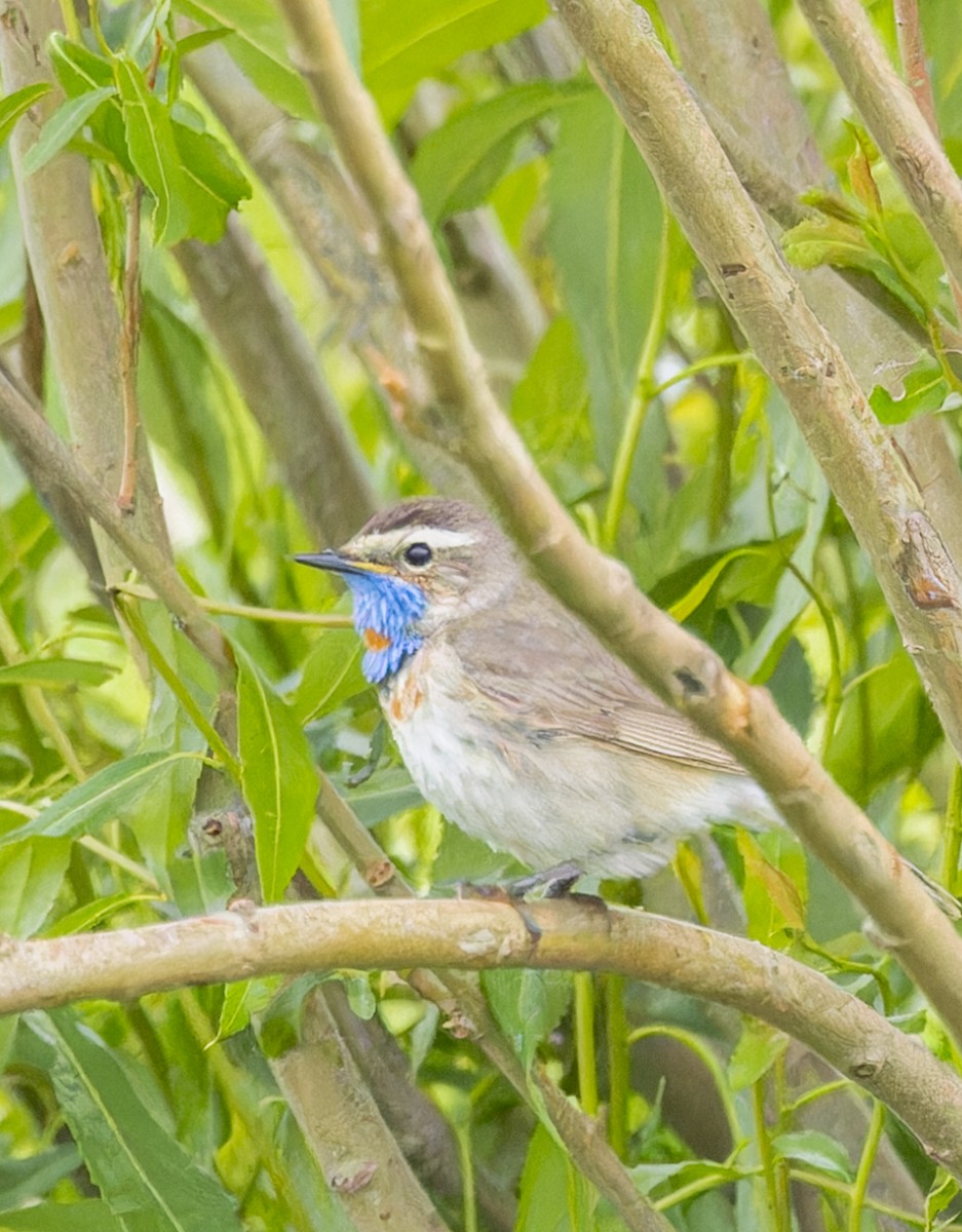 Bluethroat (Red-spotted) - ML624250144