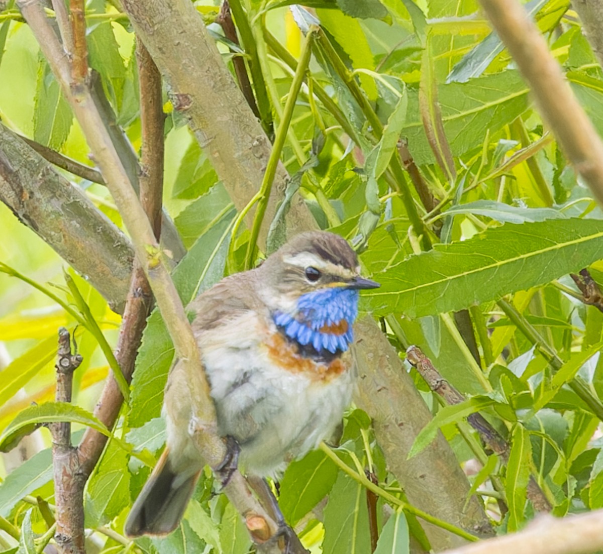 Bluethroat (Red-spotted) - ML624250147